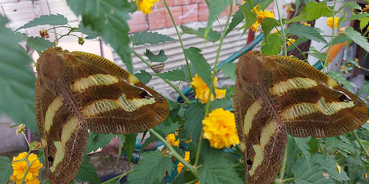 Ricania Simulans artan sıcaklıklar ile yeniden ortaya çıktı