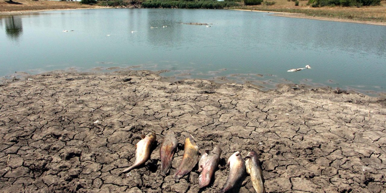 Edirne'de Gölette Toplu Balık Ölümleri