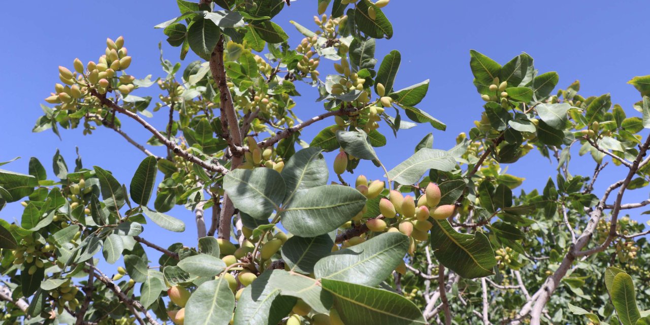 400 Bin Ton Rekolte Beklenen Antep Fıstığında 'Beyaz Sinek' Endişesi