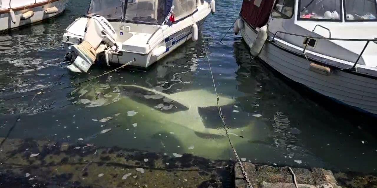 İstanbul - Eyüpsultan'da Park Etmeye Çalışırken Otomobil Denize Düştü; Sürücü Son Anda Kurtuldu - 1