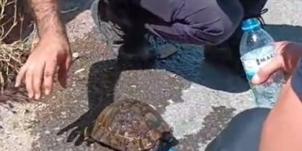 Yangında Alevlerin Ortasında Kalan Kaplumbağa Kurtarıldı