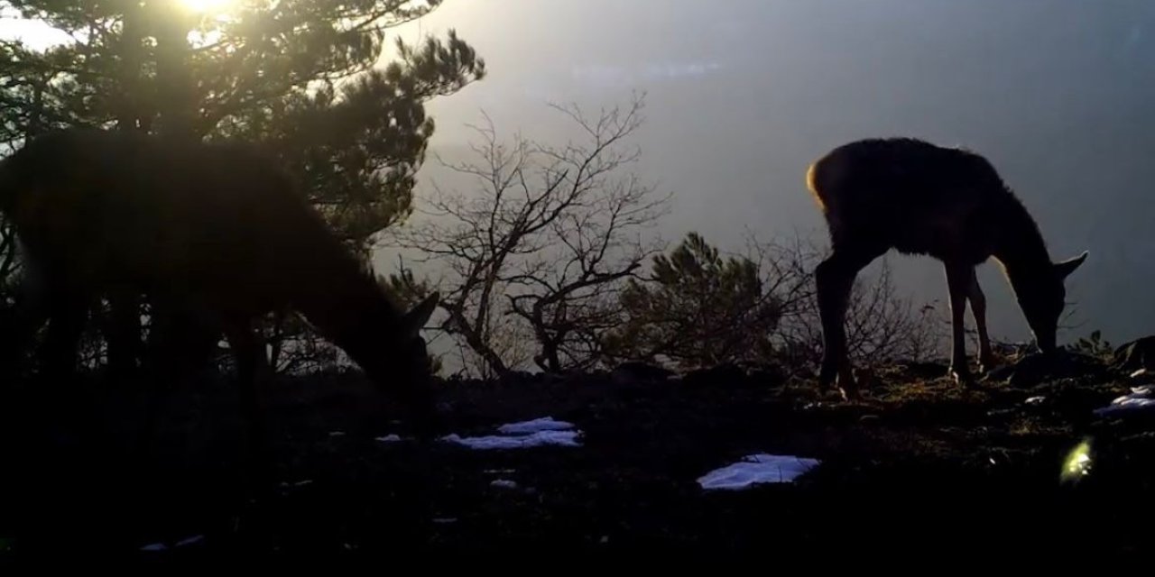 Uludağ'da Yaban Hayvanları Fotokapanlarla Görüntülendi
