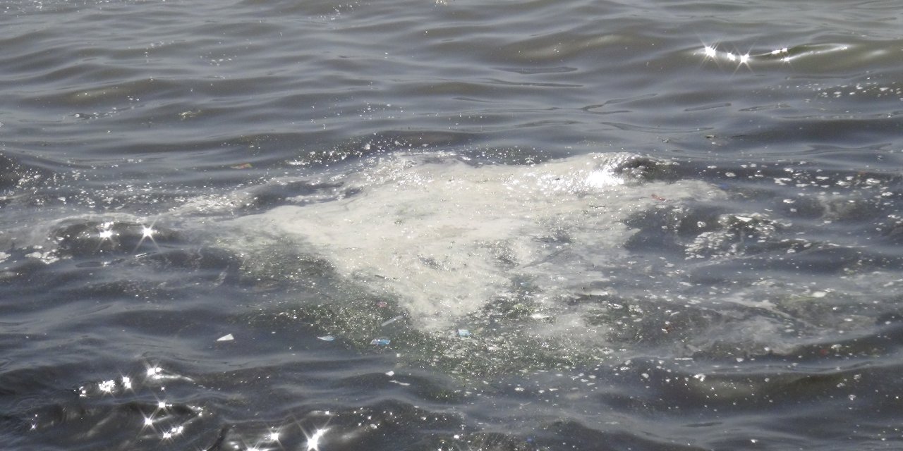 İzmit Körfezi'ndeki Beyaz Tabakanın Fitoplankton Olduğu Ortaya Çıktı