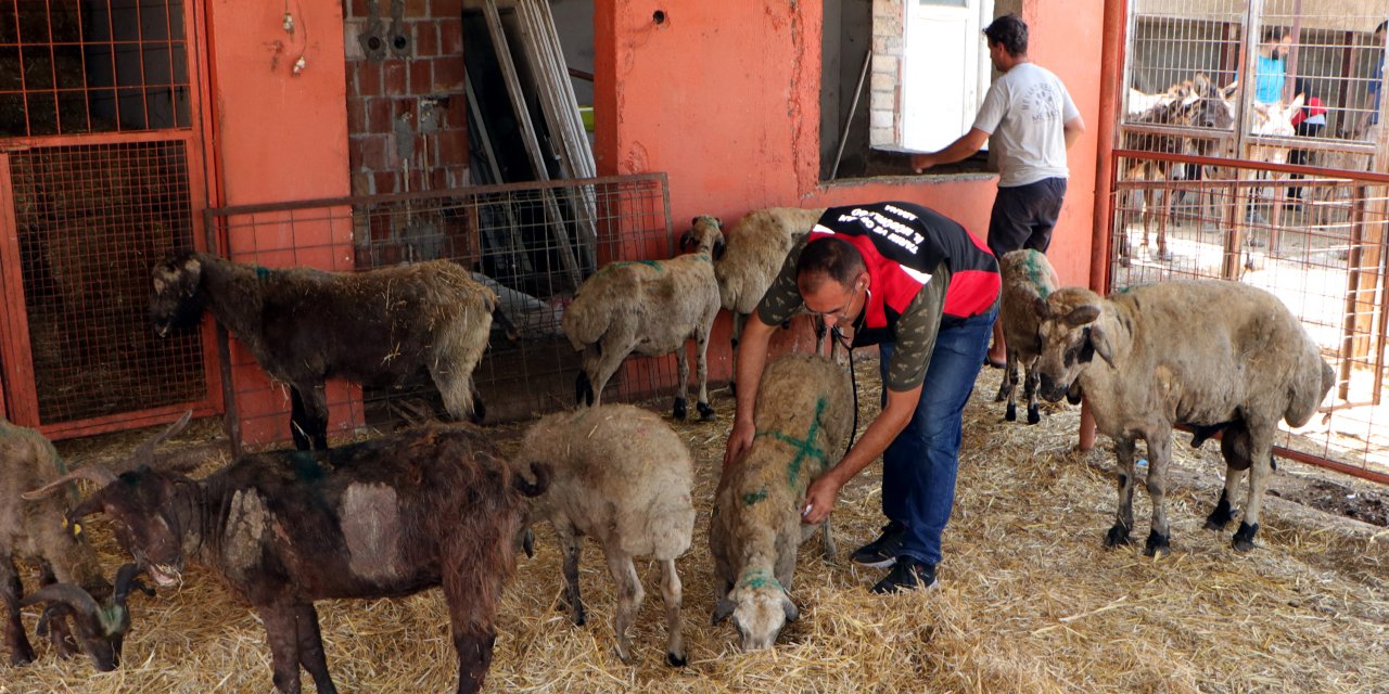Diyarbakır Ve Mardin’deki Yangında Yaralanan Koyunlara Huzur Terapisi
