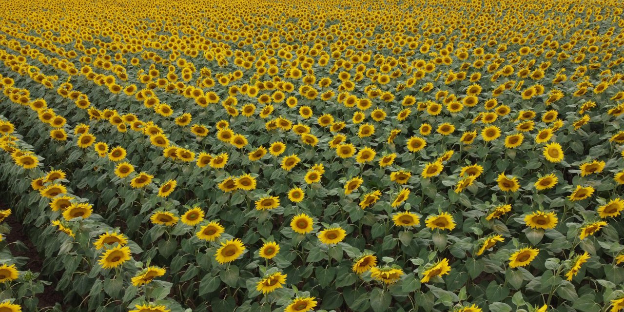 Trakya'nın 'Sarı Gelini' Sıcaklık Stresini Şimdilik Yendi, Çekirge Tehlikesiyle Karşı Karşıya