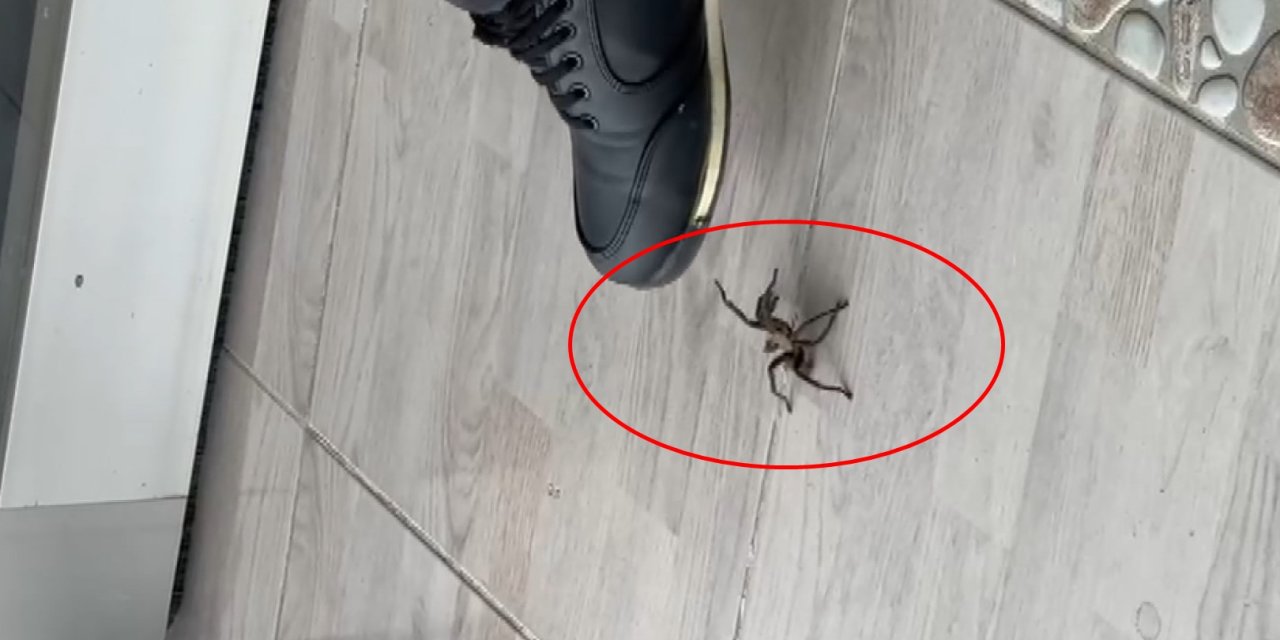 Şırnak’ta Zeytuni Orta Doğu Tarantulası Görüldü