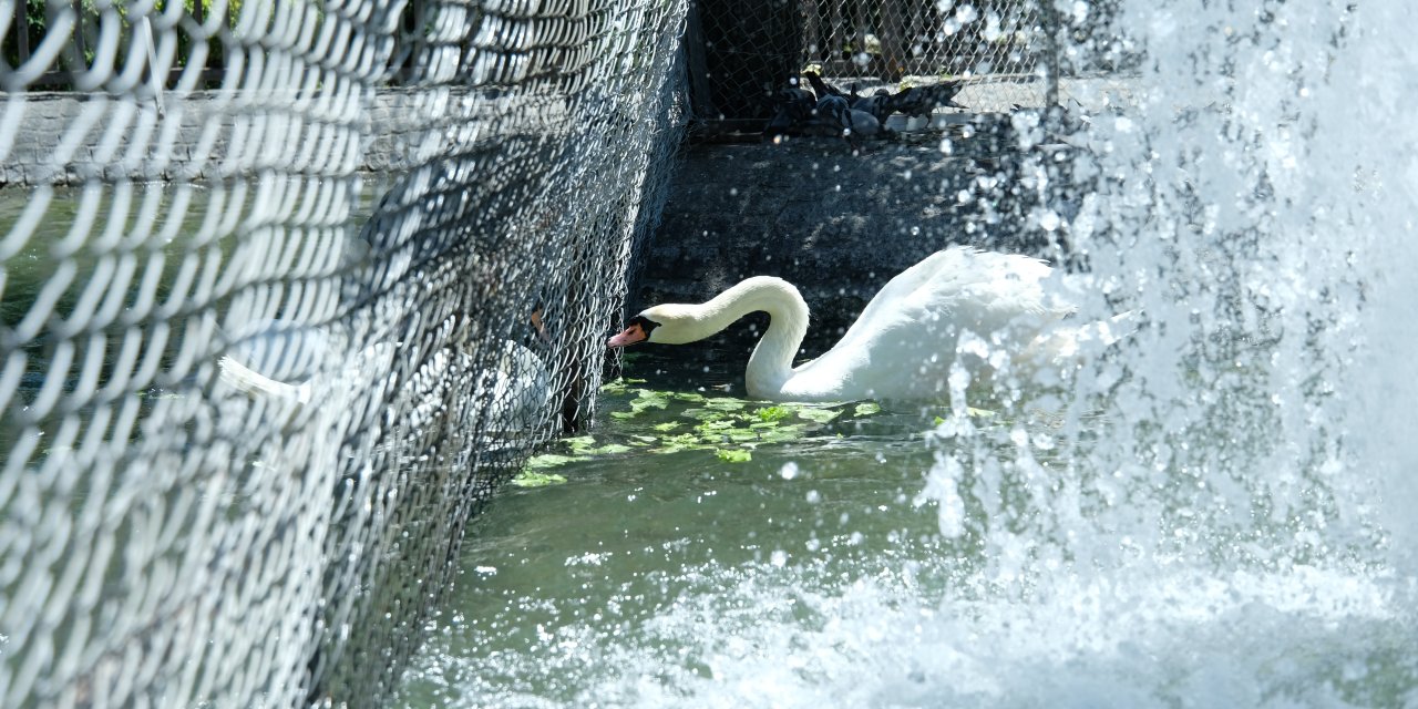 Kuğulu Park’ta Kavga Eden Erkek Kuğulara Tel Örgülü Önlem