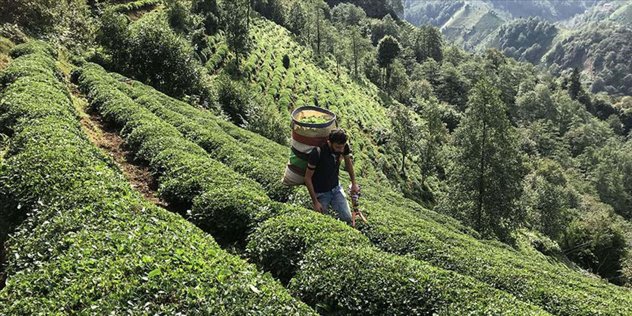 ÇAYKUR 2. Sürgün Yaş Çay Alımlarında 2 Günde 128 Ton Aldı