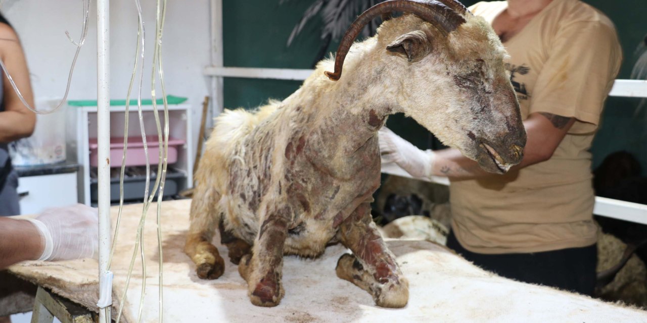 Mardin-diyarbakır Sınırındaki Yangında Yaralanan 26 Hayvan 'kurtarılmış Hayvan Çiftliği'nde