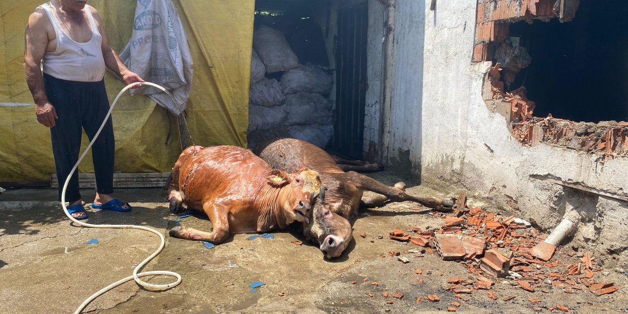 Yanan Ahırda 3 Büyükbaş Öldü