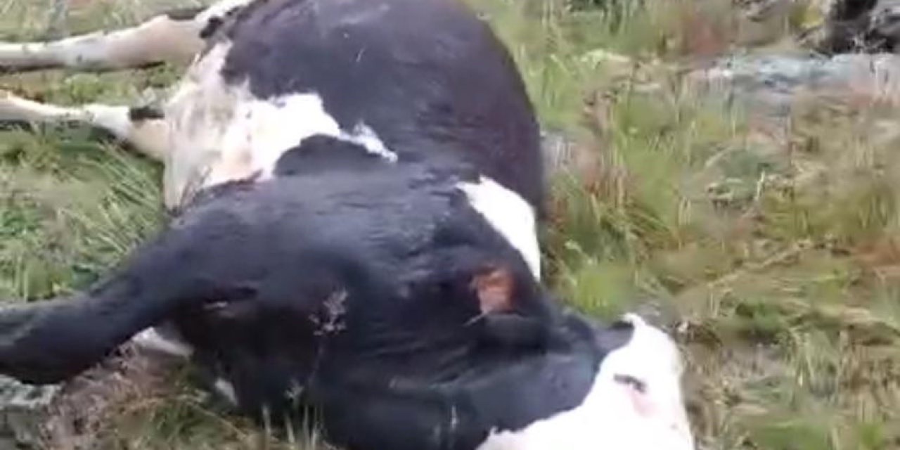 Ardahan’da Meraya Yıldırım Düştü, 5 Büyükbaş Öldü