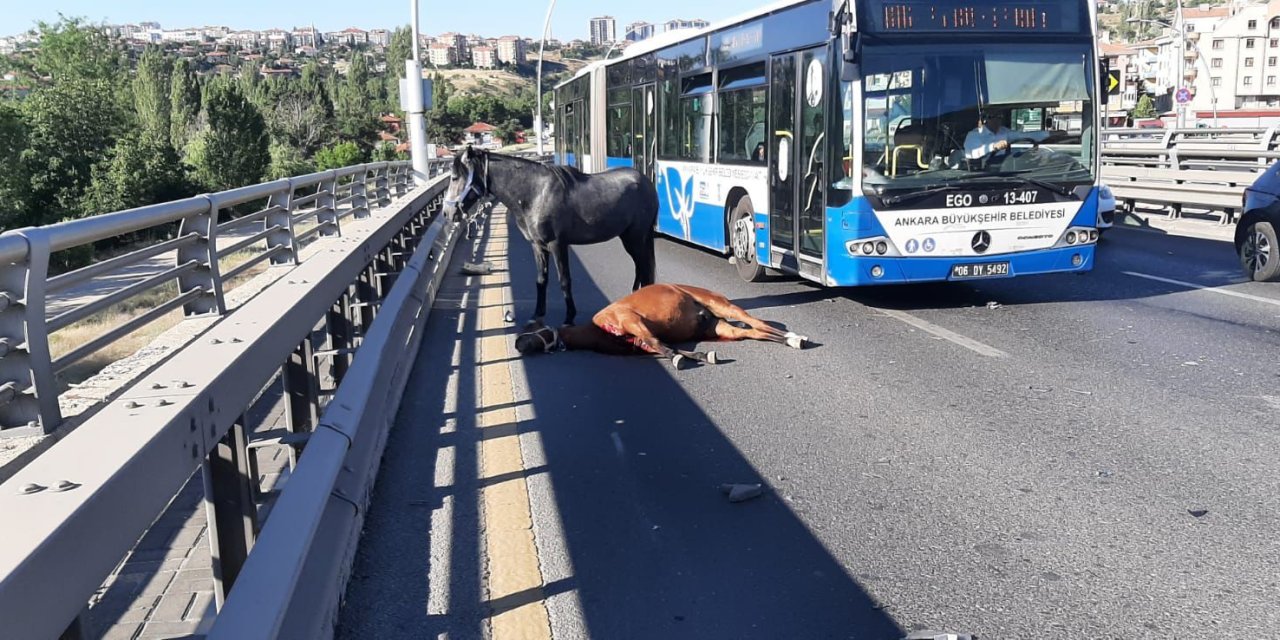 Ankara'da Yola Çıkan Başıboş Ata Otomobil Çarptı