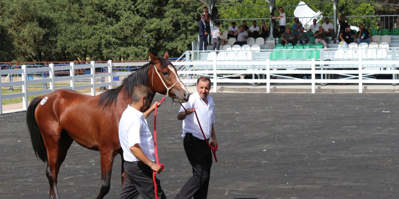 Bursa'da 'İnzibat' Adlı Tay 2 Milyon Liraya Satıldı