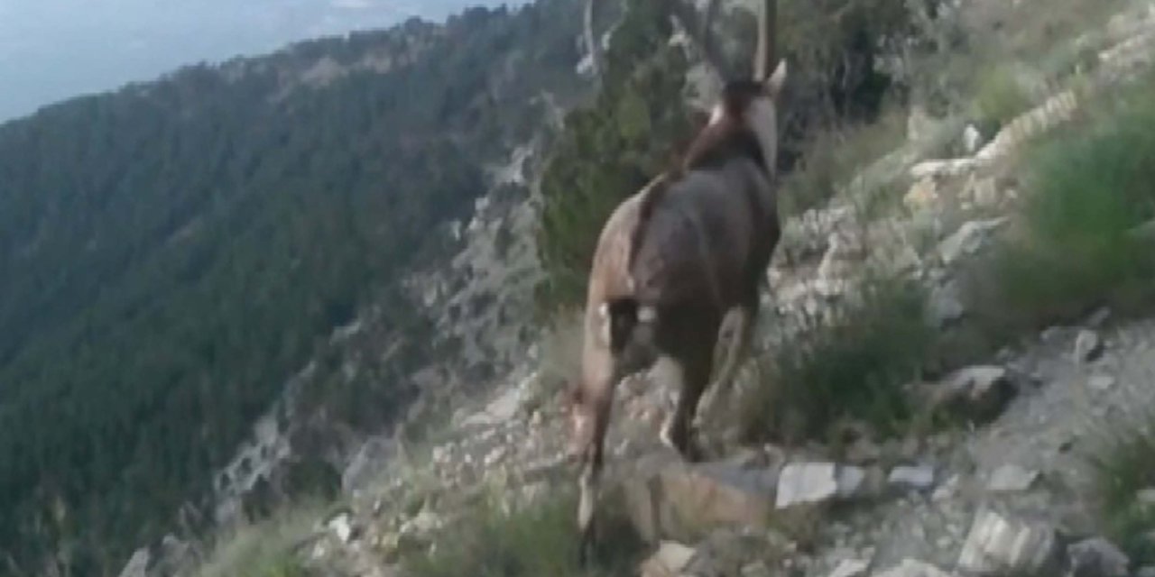 Denizli Fotokapanlarla Yaban Hayat Görüntülendi