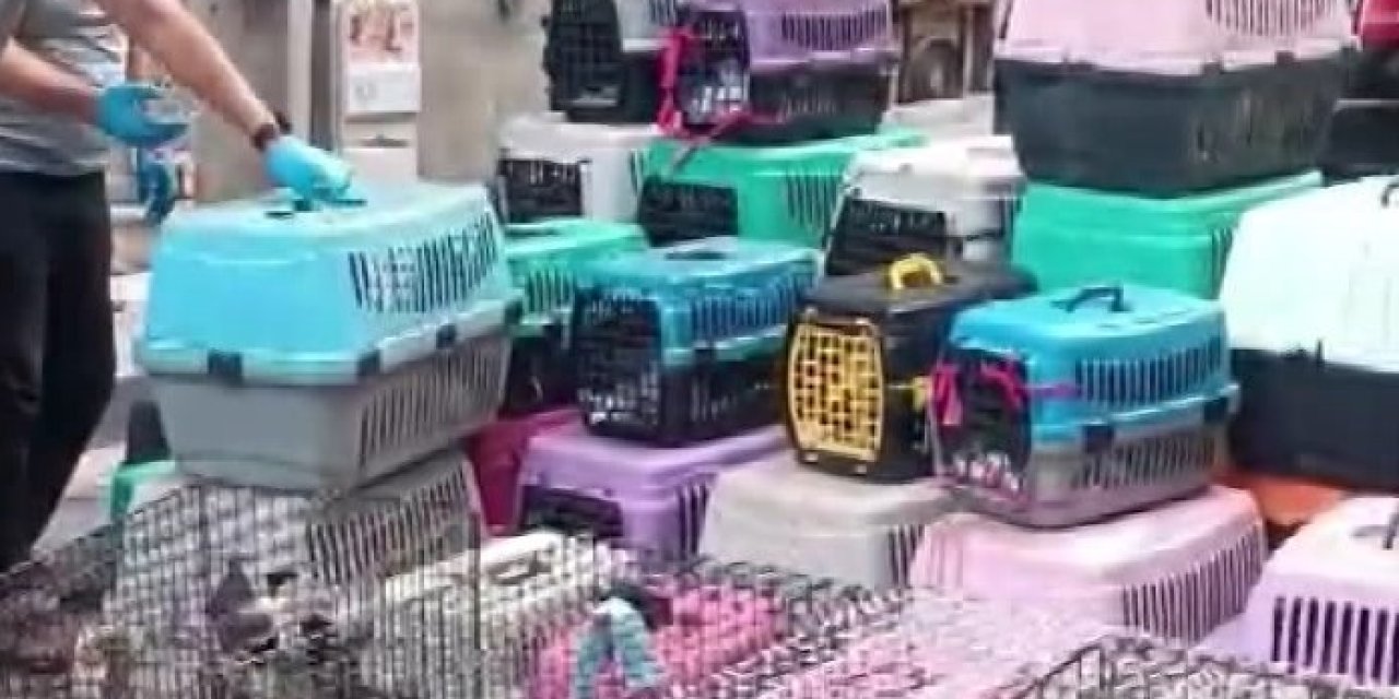 İstanbul - Şişli'de 85 Kediyi Alıkoyan Kadına 613 Bin Lira Para Cezası