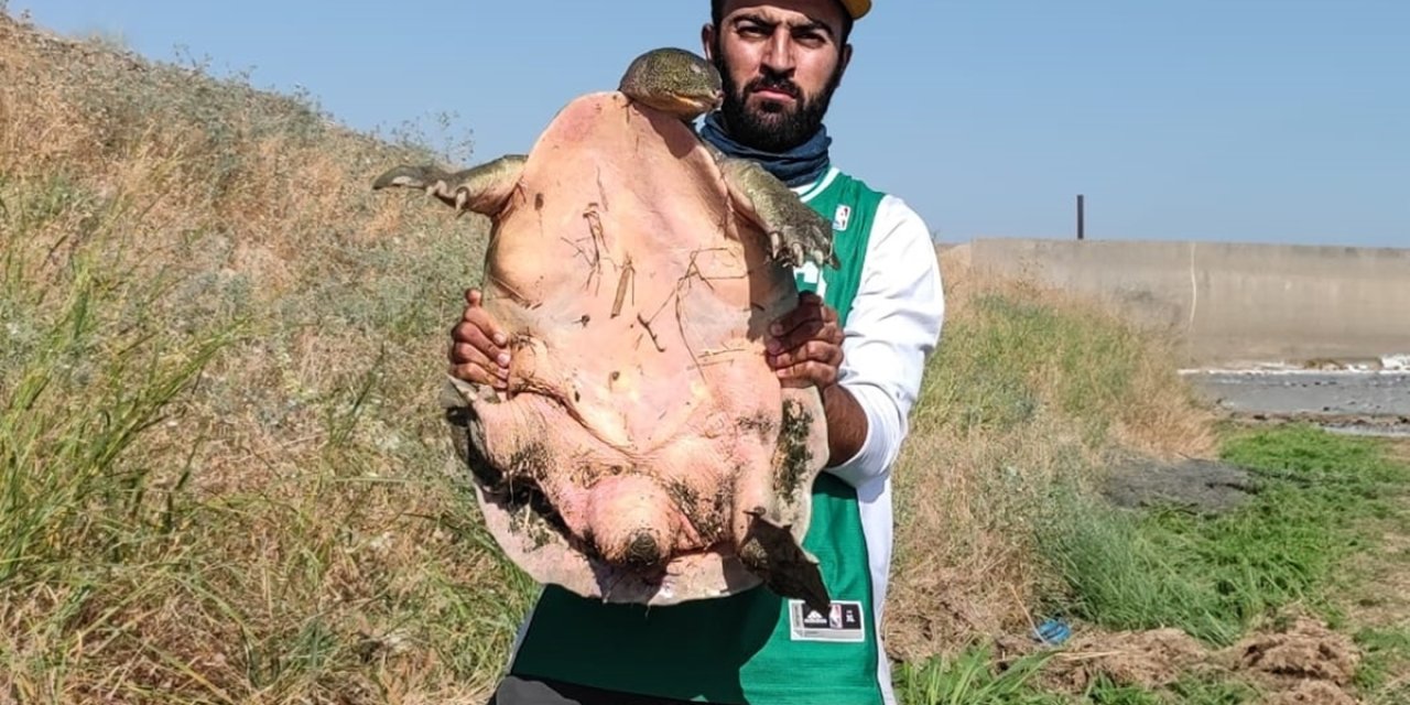 Batman’da Balıkçının Oltasına Nesli Tehlikedeki Fırat Kaplumbağası Takıldı