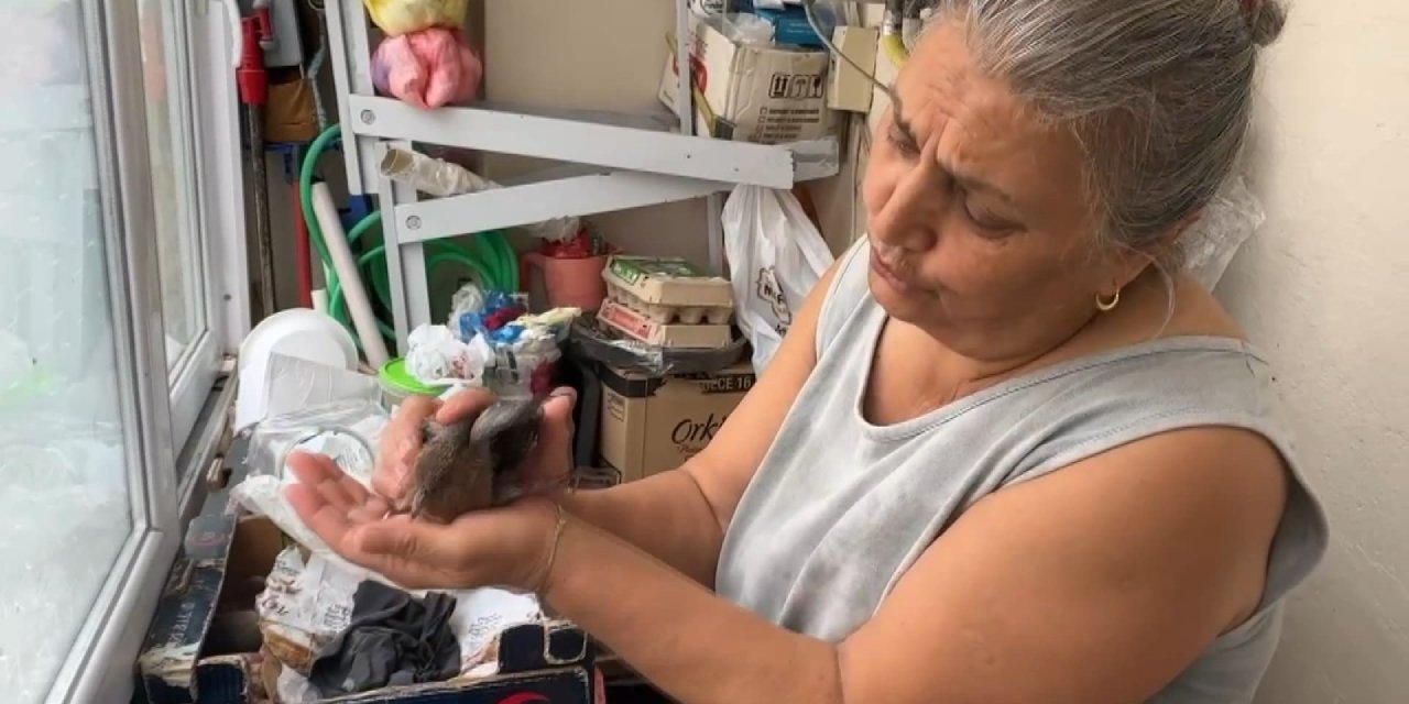 İstanbul - Avcılar'da Yavru Kumruyu İtfaiye Kurtardı