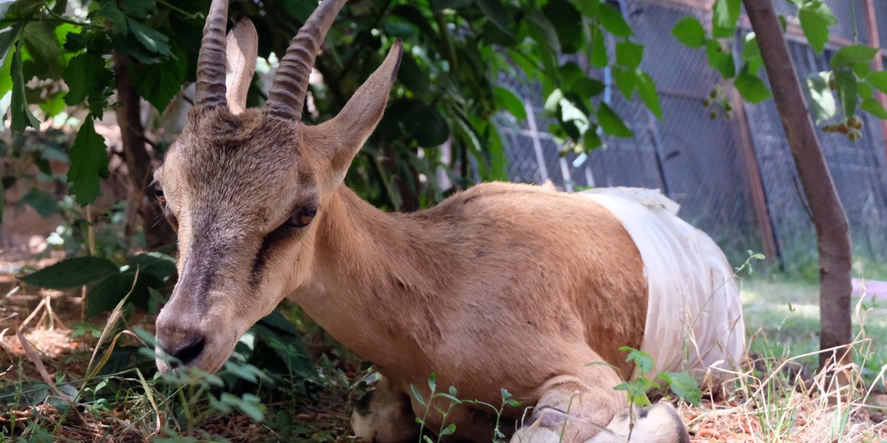 Jandarmanın Yaralı Bulduğu Dağ Keçisi Tedaviye Alındı