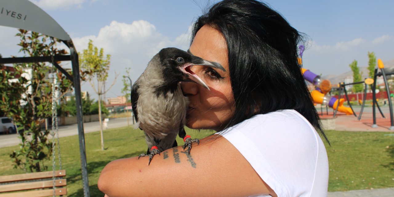 Sokakta Bulduğu Kargayı Evinde Besliyor