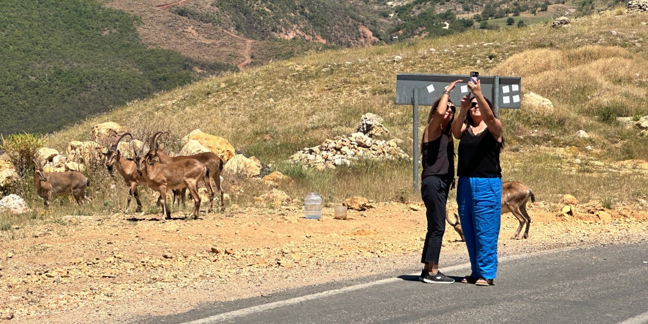 Yaban Keçilerinin İnsanlara Alıştığı Tunceli'de Uzmanından 'Ölümcül' Uyarı