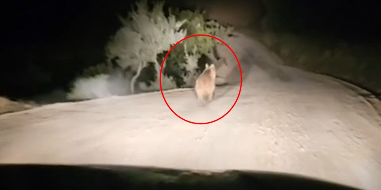 Siirt'te, Yangından Kaçan Hayvanlar Görüntülendi