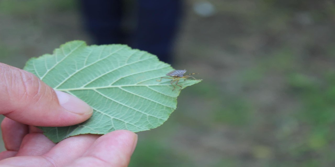 Ordu'da doğaya salınan samuray arıları, kahverengi kokarcayla mücadelede etkin rol oynuyor