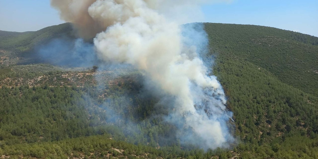 Bodrum'da Orman Yangını