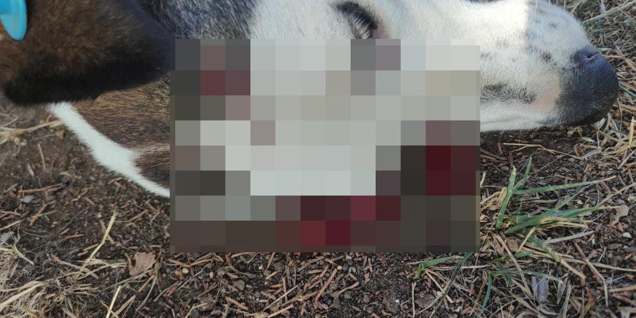 Benek’in Katili Kargalarmış