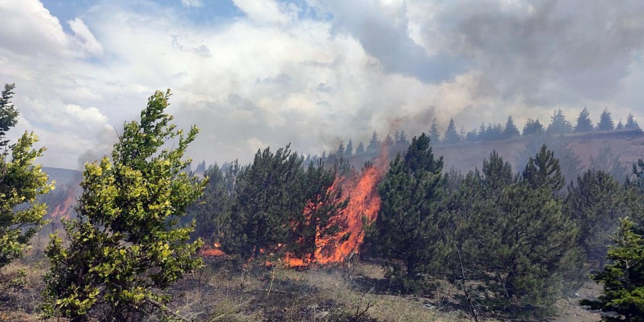 Ağaçlandırma Sahasındaki Yangın, Erken Müdahaleyle Söndürüldü