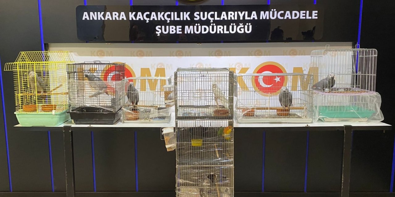 Ankara'da 12 İstilacı Papağan Ele Geçirildi, 1 Gözaltı