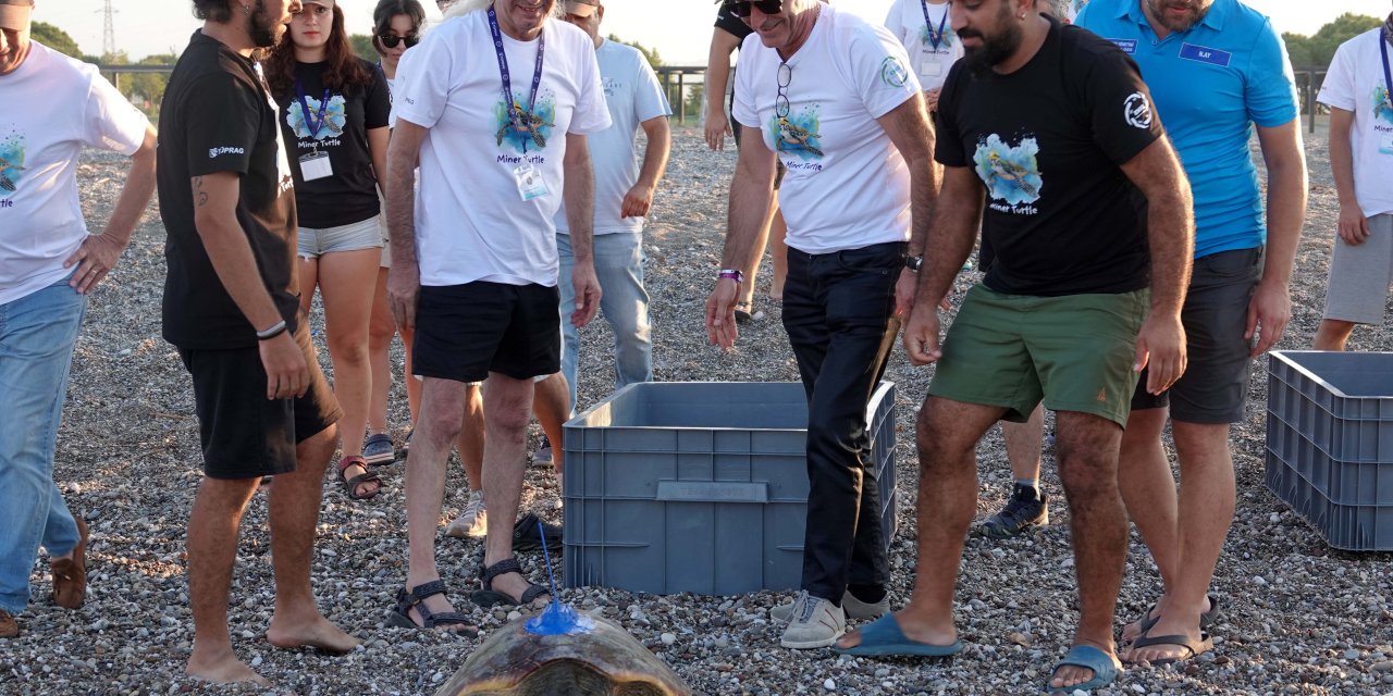 Uydu İzleme Cihazı Takılan Kaplumbağalar, Denize Bırakıldı
