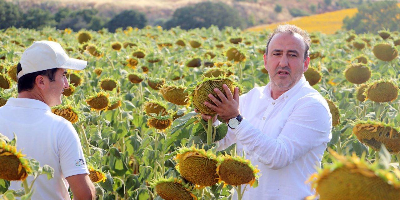 ‘Kuraklığa Dayanıklı Yerli Ve Milli Ayçiçeği Tohumu 300 Bin Dekara Ekildi’