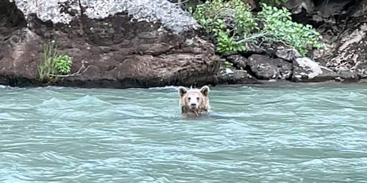 Munzur Nehri'nde Serinleyen Bozayı Kamerada