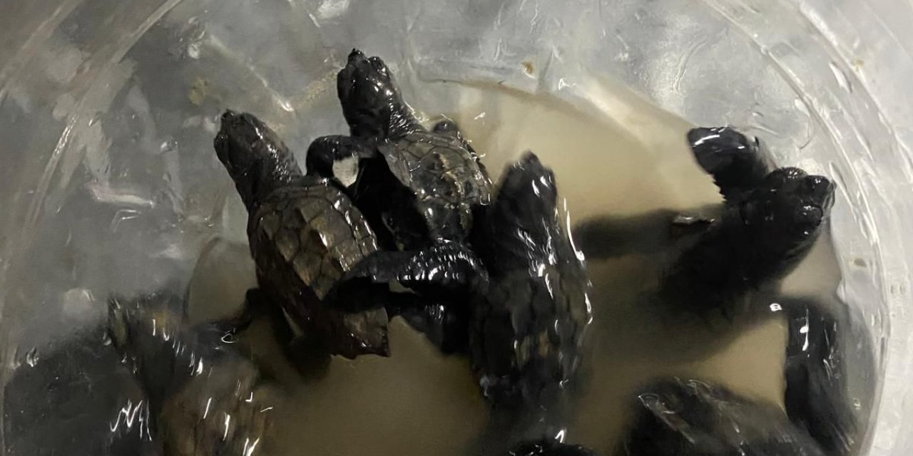 Yumurtalık Sahilindeki Yavru Caretta Caretta Yavruları Koruma Altına Alındı