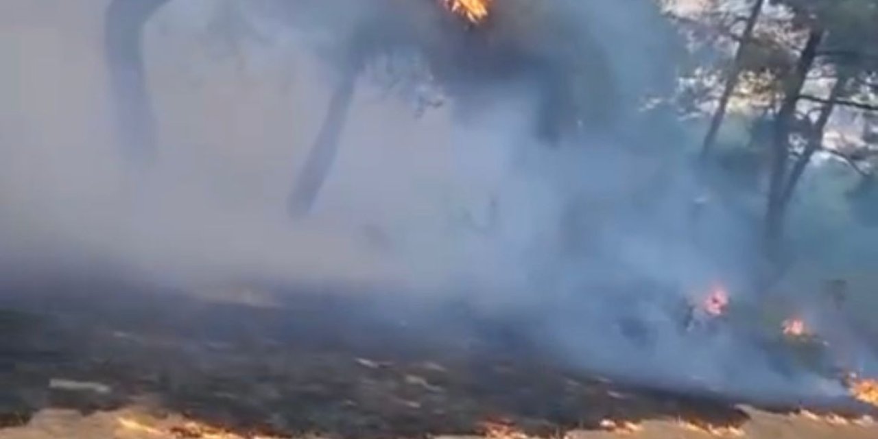 Bursa'da Piknik Alanında Yangın