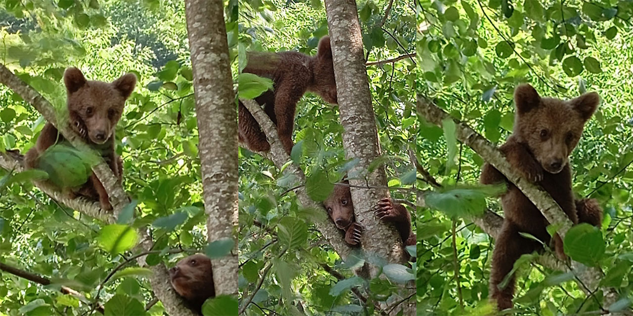 Rize'de köye inen ayı yavruları cep telefonuyla kaydedildi