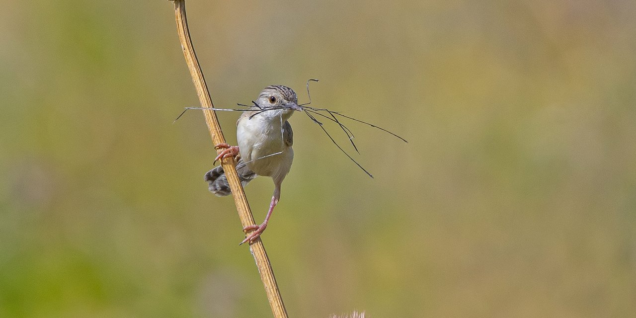 Yavru Dik Kuyruklu Ötleğenin ‘Yuva Yapma Oyunu’ Fotoğraflandı