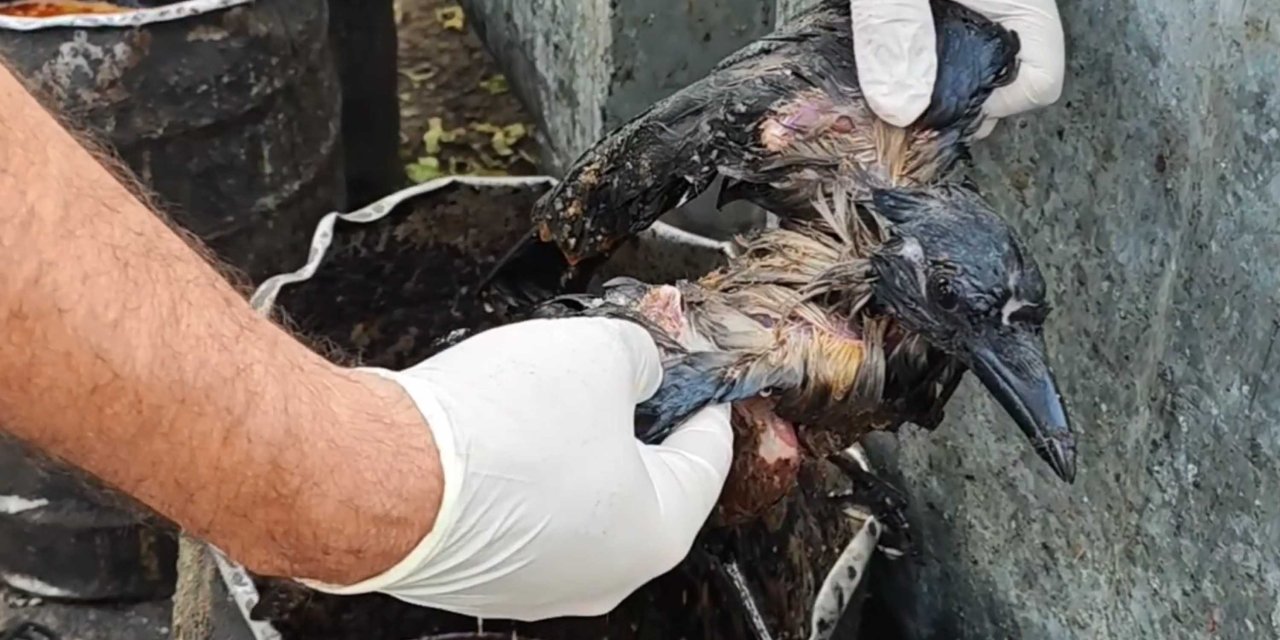 Kazana Düşen Karga, Veteriner Hekimin Dikkati İle Kurtarıldı