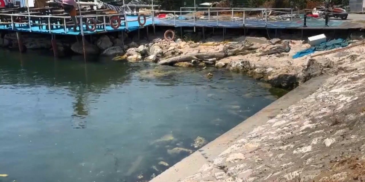 İstanbul - Avcılar'da Cinayet: Önce Bıçakladılar Sonra Denize Attılar(Ölenin Fotoğraflarıyla)