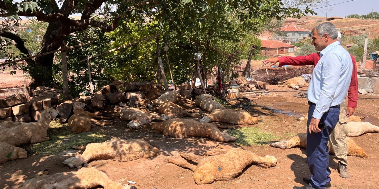 İçtikleri Sudan Zehirlendikleri Öne Sürülen 60 Küçükbaş Öldü