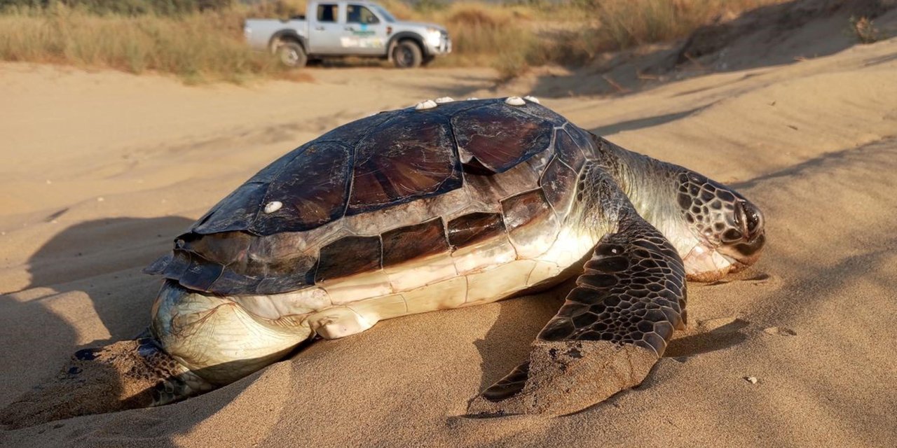 Kuşadası Kıyılarında 2 Yeşil Deniz Kaplumbağası Ölü Bulundu