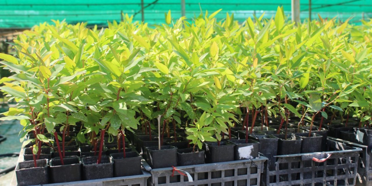 Türkiye'nin Geliştirdiği Okaliptus, 'dünya Ormancılık Literatürü'ne Girdi