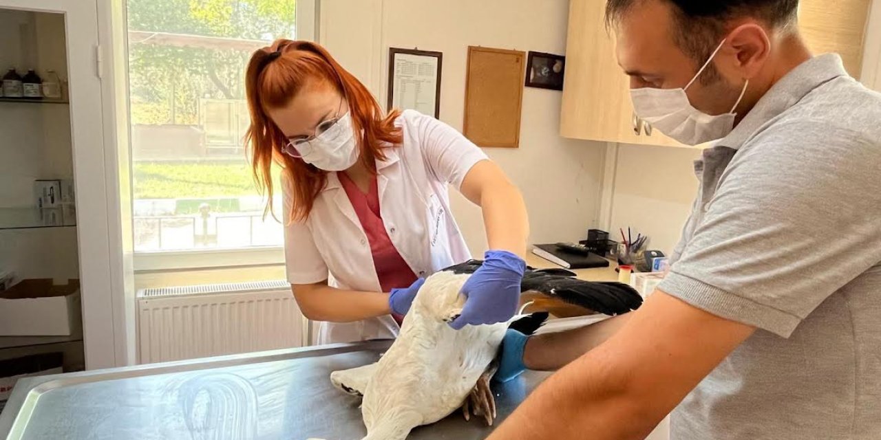 Camide Bulunan Yaralı Leylek Tedaviye Alındı