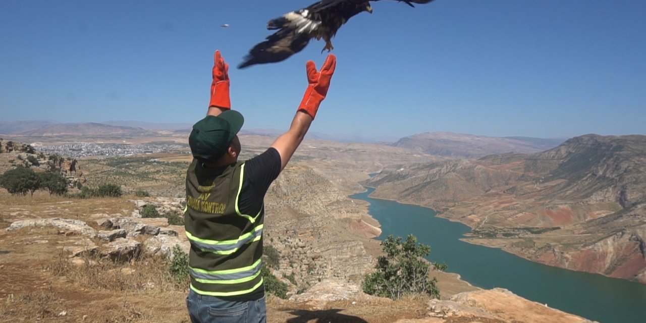 Siirt'te Bitkin Halde Bulunan Kaya Kartalı, Tedavisinin Ardından Doğaya Bırakıldı