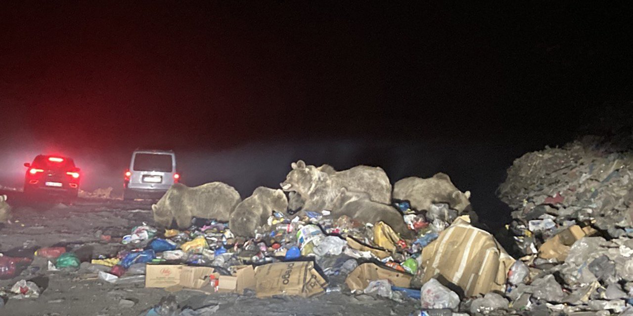 Ayıların Çöpte Besin Mücadelesi, 'Seyirlik' Oldu