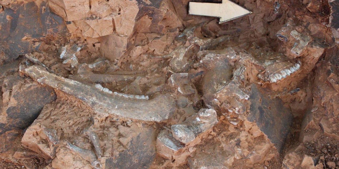 Denizli'de 9 Milyon Yıl Öncesine Ait 'Kılıç Dişli' Kedi Kafatası Fosili Bulundu