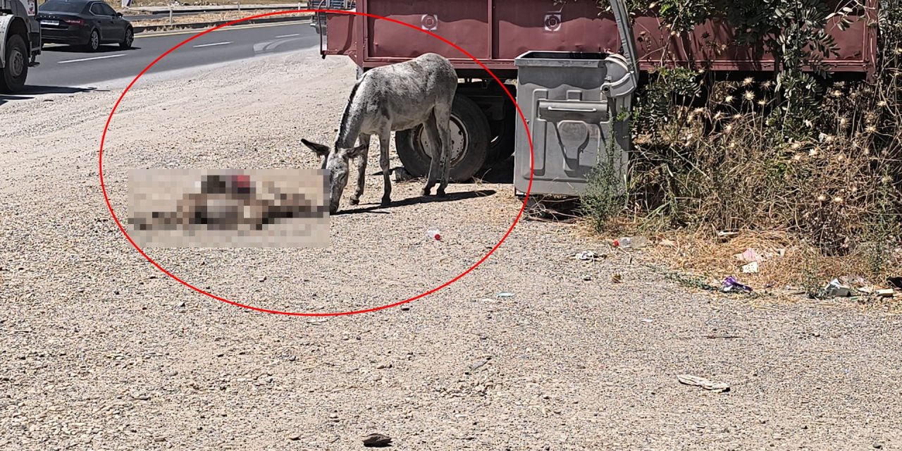 Eşek, Ölen Yavrusunun Başından 2 Gün Boyunca Ayrılmadı