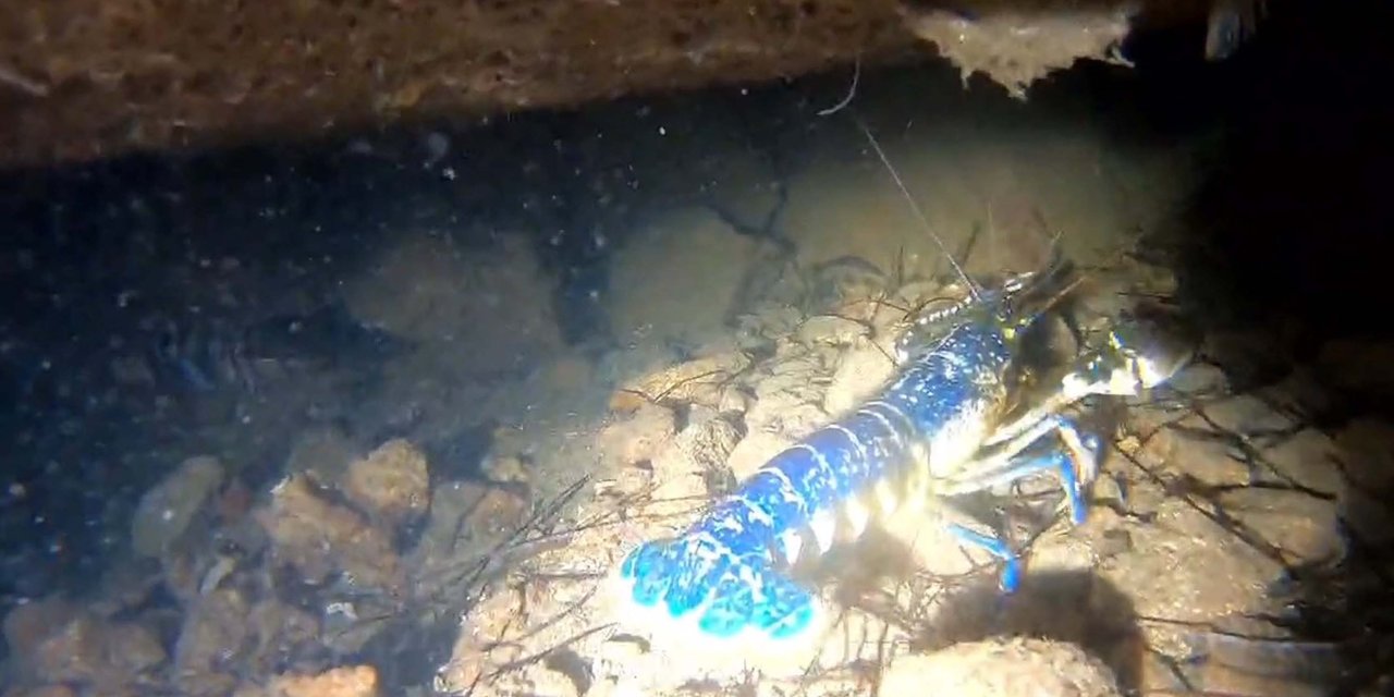 Ayvalık'ta 'Mavi Istakoz' Görüntülendi