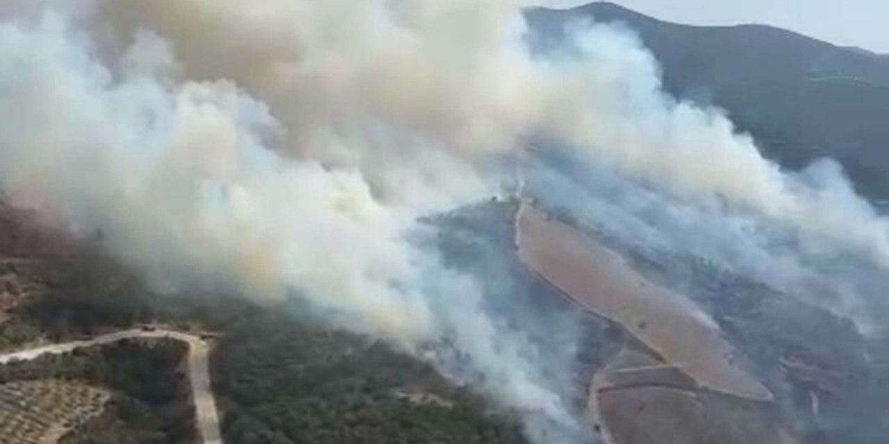 Manisa'da Orman Yangını