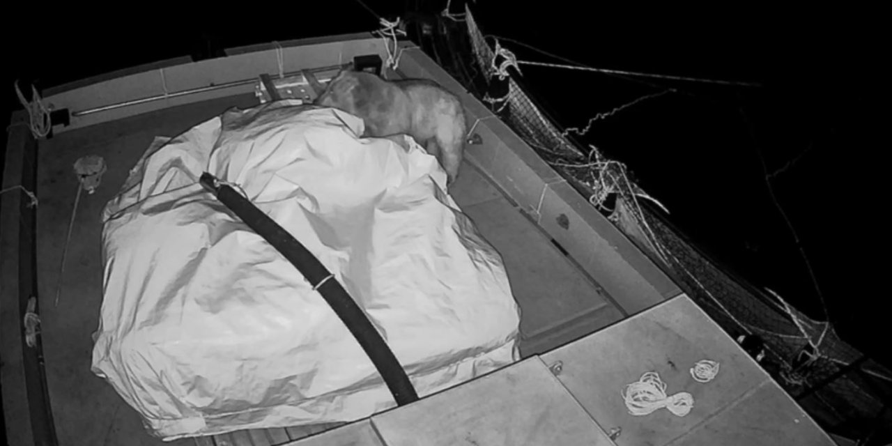 Ayının Barajda Yüzerek Ulaştığı Kafesten Balık Avı Kamerada